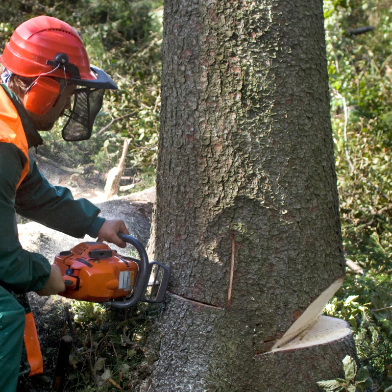 Tree and Stump Removal (1)